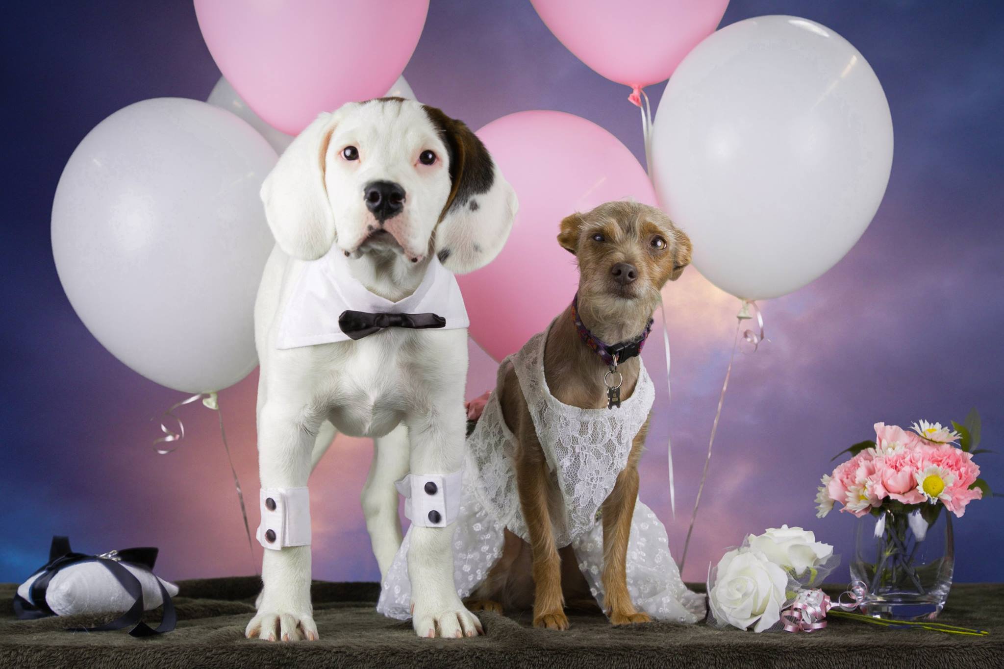 puppy wedding